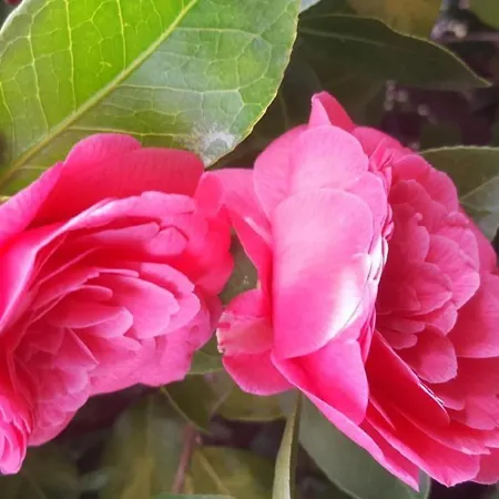 Casa Adelizia By Interhome